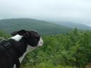 Butch looking out over foggy mountains