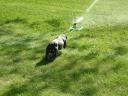 Attacking the sprinkler