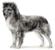 The Pyrenean Shepherd