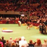 "Sadie" Wins Announcement at Westminster - Click!